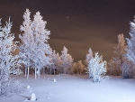 Winter Forest