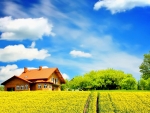 Beautiful Yellow Field in Front of the House