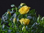 Yellow Roses