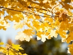 Golden leaves