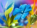 Blue flower