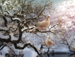 birds on branches