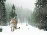 Winter Leopard