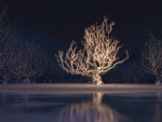 Lonely Tree With Lights