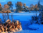 winter scene
