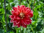 Dahlia