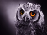 Owl with Yellow eyes