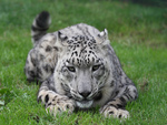 Snow Leopard 