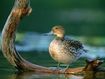 Pintail hen