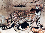 this is a ocelot