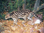 margay