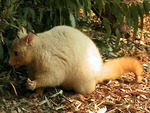 golden possum