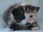 Baby Calico