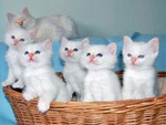 White Kittys