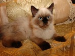 Beautiful Himalayan Kitten