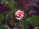 Pink Rose