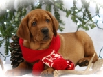 christmas dog