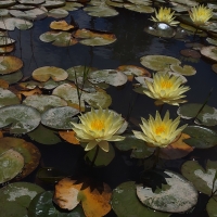 Pond water lily