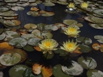Pond water lily