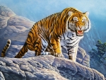 Tiger on the rocks