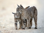 Mother and Daughter Lynx