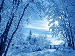 Winter Splendor