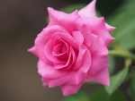 Pink rose