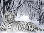 Siberian tiger