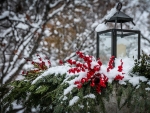 Winter Lantern