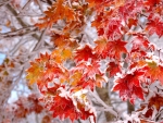 Snow On Autumn Leaves
