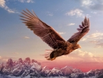 Golden Eagle