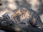 Sweet Snow Leopard