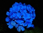 Blue hydrangea