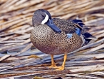 Blue winged teal