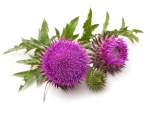 Scotch Thisle