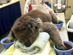 Koala burned - 1 of Millions