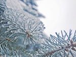 Frozen fir needles