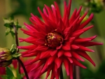 Red Flower