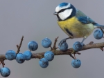 Blue Tit