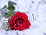 Rose in the snow