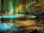 Forest River
