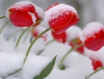 snow tulips
