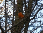 February Robin