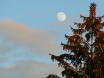 Evergreen Gazing at the M00N ...