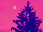 A Pink Evening for Luna :D