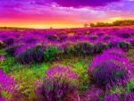 Lavender fields