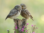 Owls