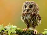 Cute Baby Owl