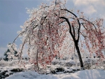 frozen fruit tree