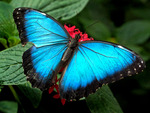 blue butterfly 7714 .jpg